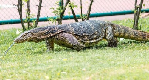 biawak-700x375