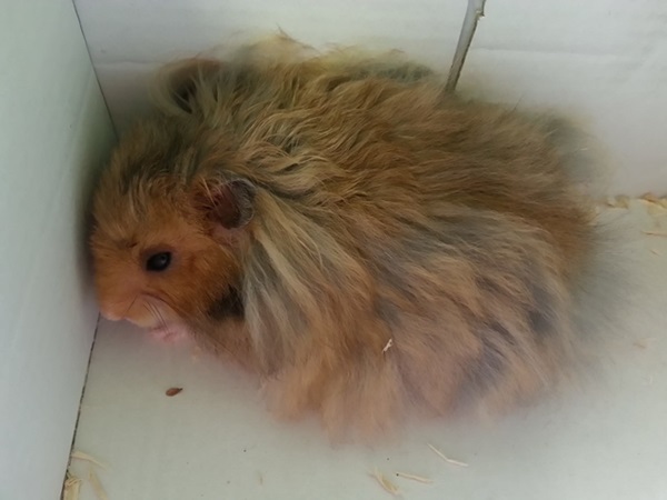 hamster-anggora