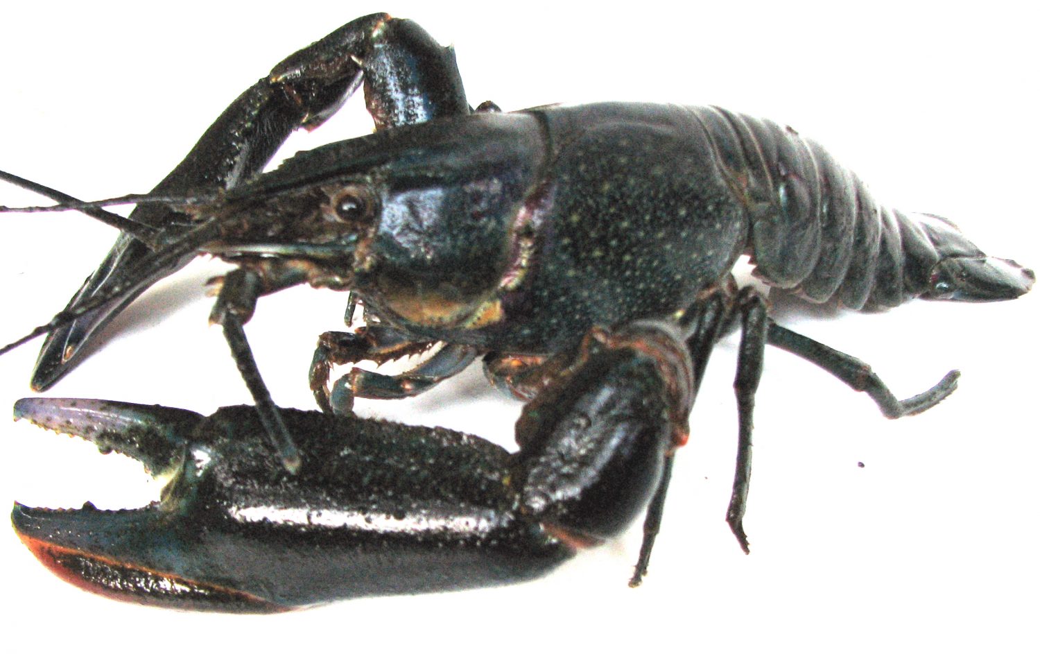 lobster-macho